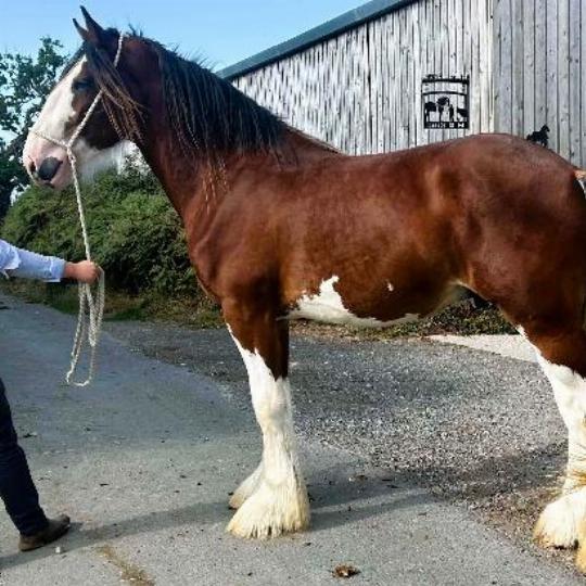 Outstanding Big Clydesdale Colt - Colt
