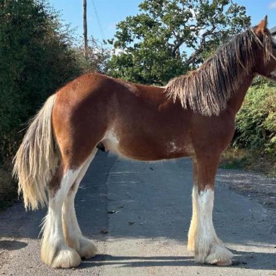 Clydesdale - Colt
