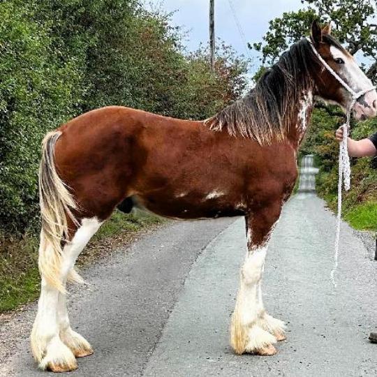 Clydesdale Yearling - Colt