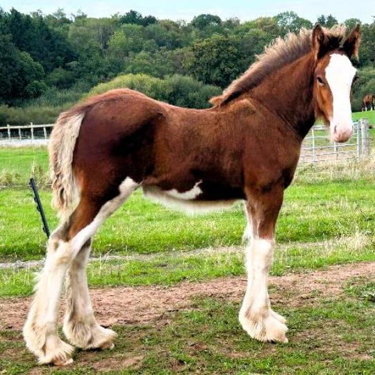 Exceptional  Clydesdale Foal - Colt