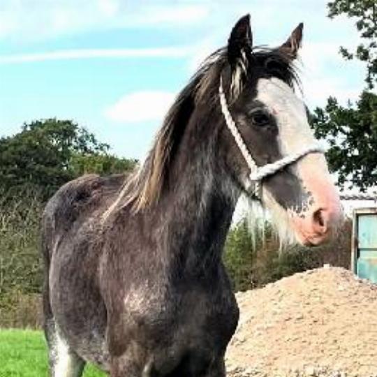 Bue Roan - Foal
