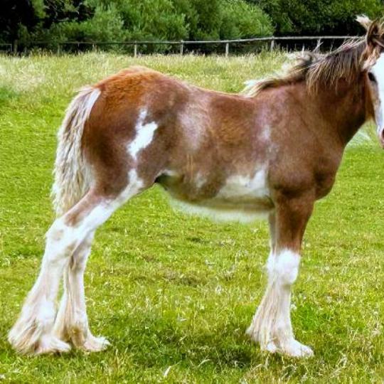 Very Colourful - Foal