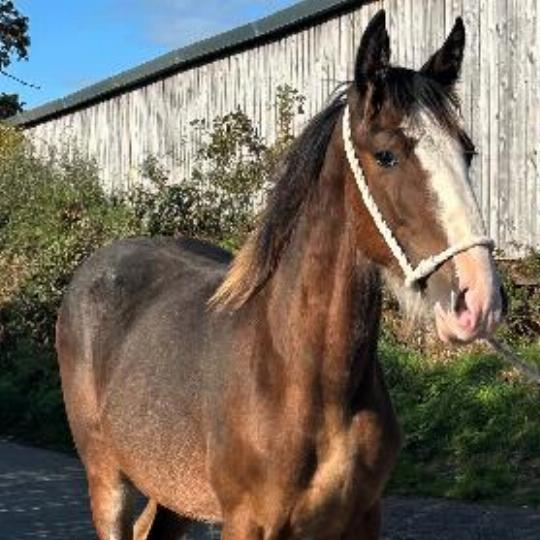 Handsome Shire Colt Foal - Colt
