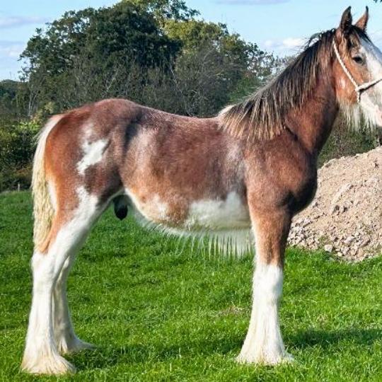 Clydesdale Colt Foal