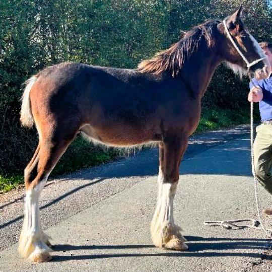 Shire Colt Foal