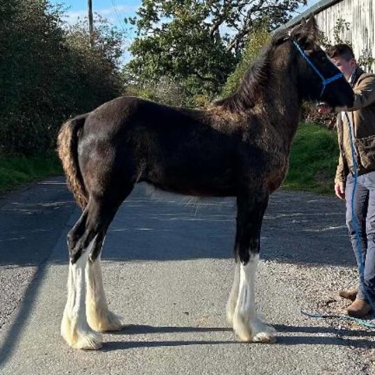 Very Smart Jet Black Shire Colt Foal.