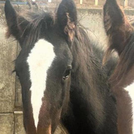 Very Pretty Filly - Foal